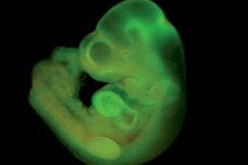 Японцы открыли быстрый способ получения эмбриональных стволовых клеток