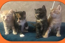 Малыши-котята в Приморье ждут «усыновления»