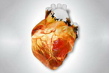 Сердца для пересадки будут печатать на 3D-принтере через 10 лет 