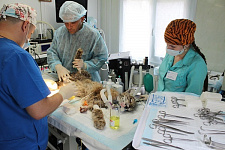 Владивостокская ВСББЖ, лечение животных, спасение рыси