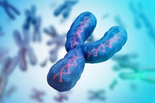 ДНК, Y-хромосома, генетика, исследование, открытие