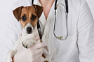 Ветеринарный энцефалограф появился в Приморье