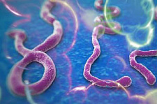 Год с Эболой: лихорадка не отступает