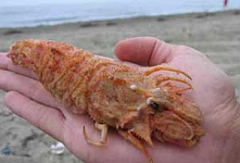Опасные морепродукты угрожают жителям Находки