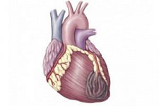 Рубцовую ткань превратили в мышечную ткань сердца без стволовых клеток
