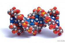 В клетках обнаружена спираль ДНК из 4 цепочек