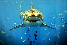 Ученые в Приморье впервые поймали детеныша белой акулы
