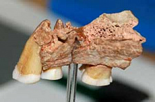 Что рассказали зубы древнейшего человека (видео)