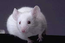 В эксперименте на мышах стволовые клетки вылечили диабет I типа 