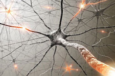 Открыт новый тип нейронов в головном мозге