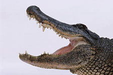 Минздрав и «крокодил»