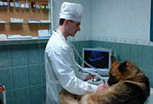 Массовая травля собак больно ударила по ветклиникам Владивостока