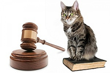 ветеринарное законодательство, ветеринария, кошки, собаки, домашние животные, зоозащита, ветправо